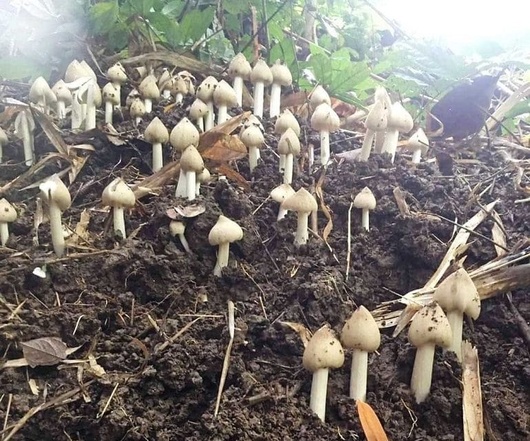 Nấm Mối Giúp Tăng Sinh Lý Nam